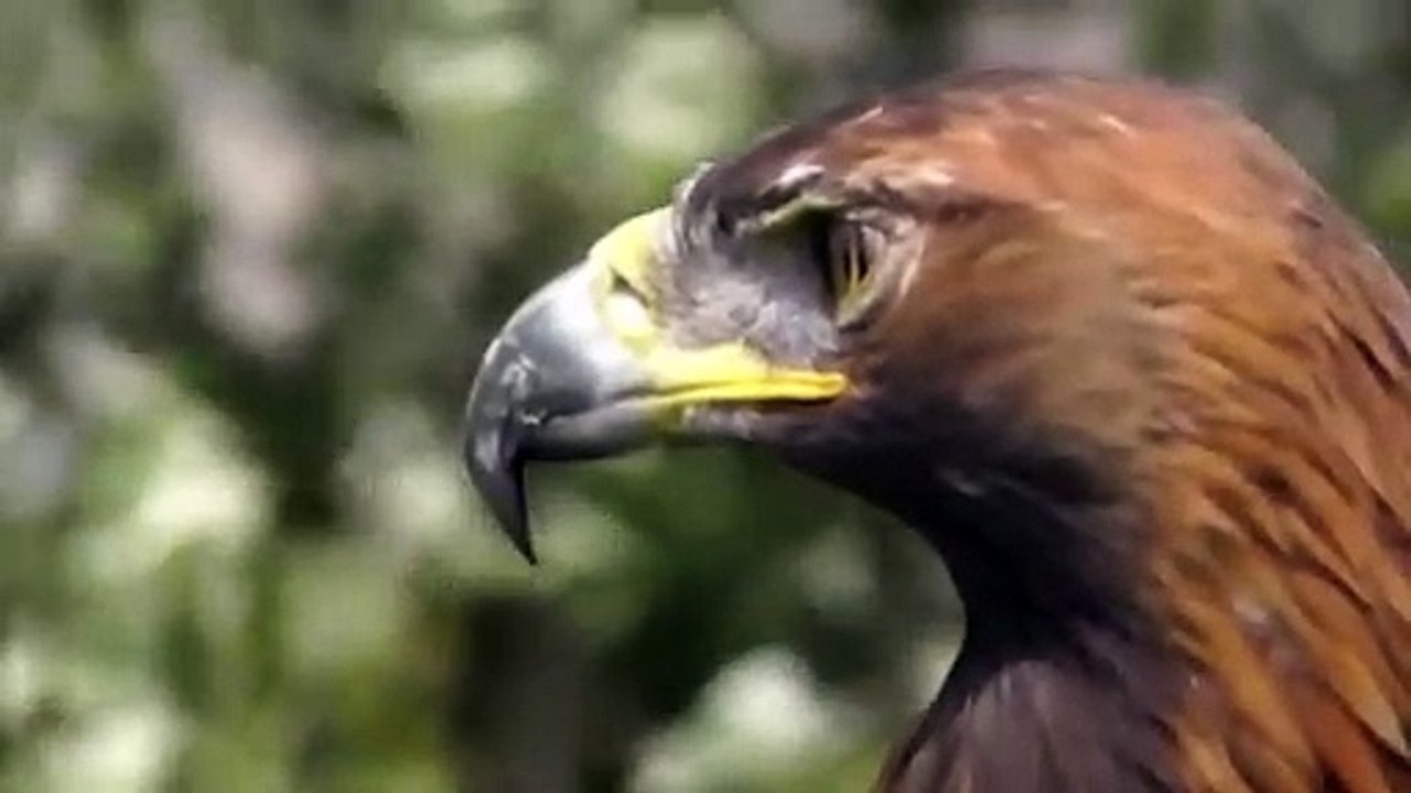 Amazing Snake Try To Escape From Eagle Hunting But Fail   Best Eagle Attack Snakes