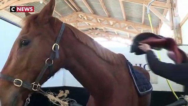 Les chevaux de courses réformés ont une seconde chance