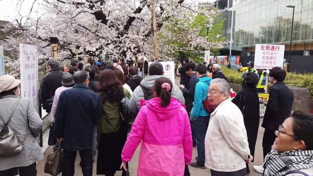 Cherry blossom or Sakura peaks in Japan at Imperial Palace