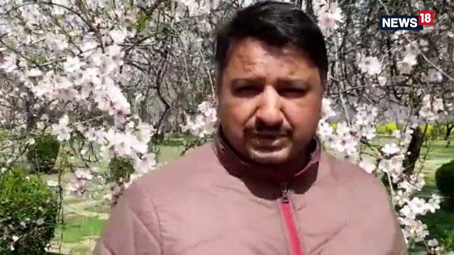 Come Spring, Badamwari Park of Kashmir Blooming With Almond Blossoms