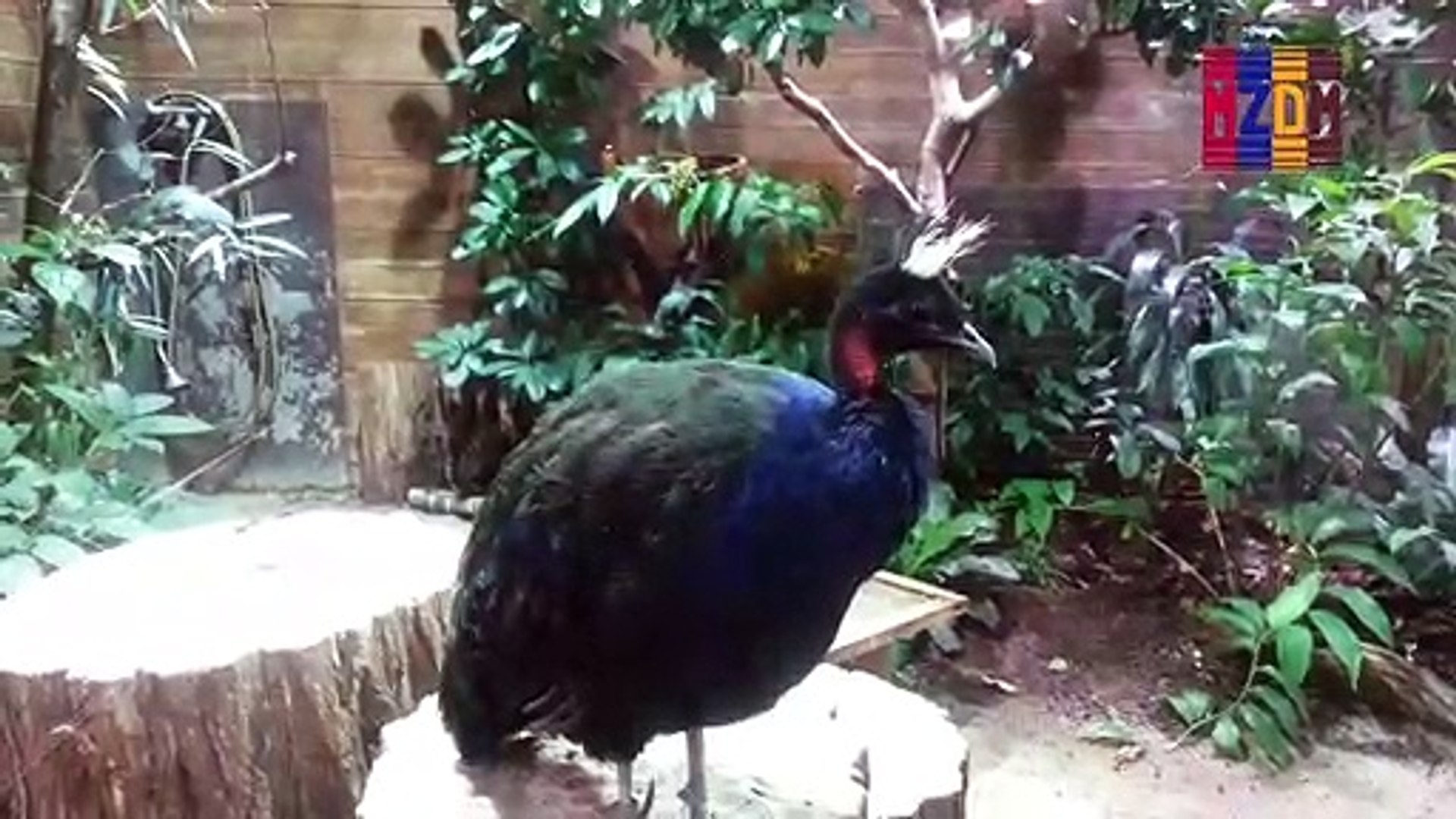 B111- Congo Peafowl, Congo