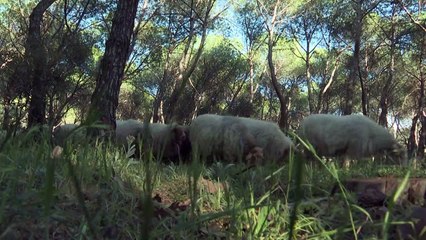 500 خروف ترعى العشب في أكبر حديقة في مدريد