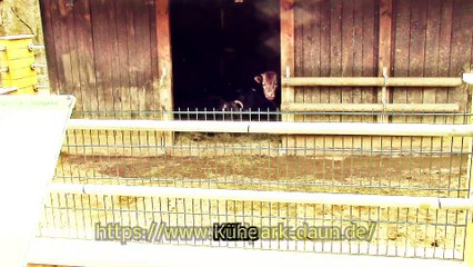 Zu Besuch im Wildpark Daun – 6