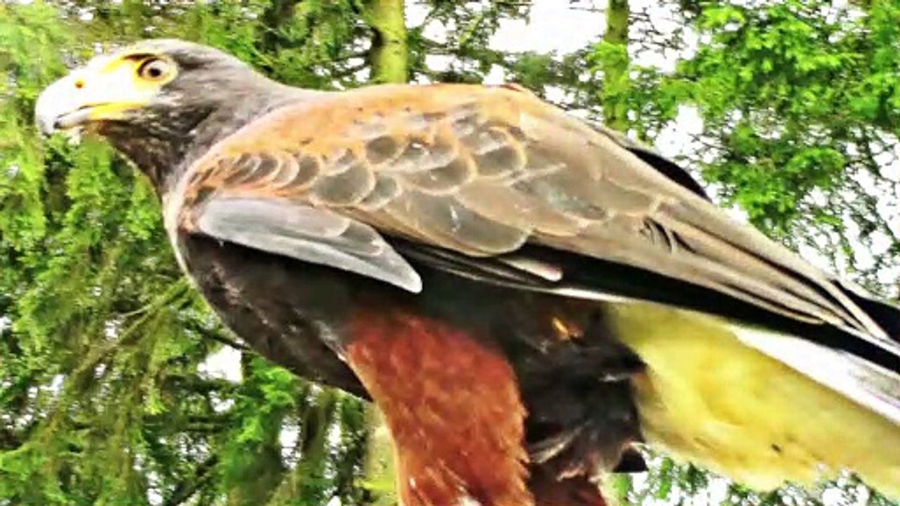 Zu Besuch im Wildpark Daun – 7