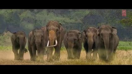 Junglee Garje Gajraj Hamare  Vidyut J  Navraj H,Hamsika,Gulshan K Sameer Uddin  Radhika R  Vinay S