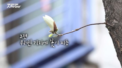 [人터view] 부러진 가지에 '꽃이 피듯'...엄마와 꿀잠의 바람 / YTN