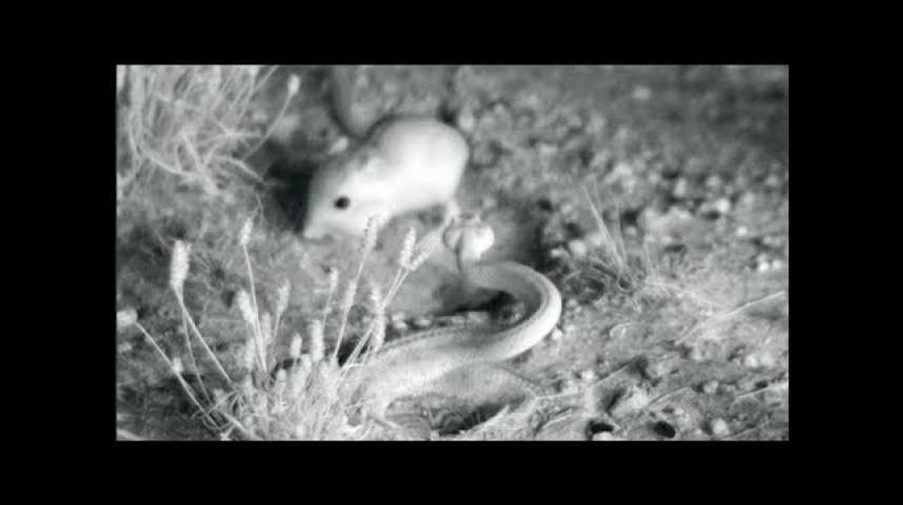 Face à un serpent, le geste incroyable de ce rat lui sauve la vie