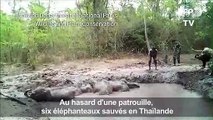 Au hasard d'une patrouille, six éléphanteaux sauvés en Thaïlande