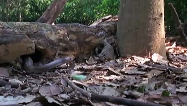 SAVE MONITOR LIZARD FROM KING COBRA SNAKE HUNTING