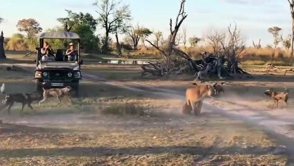 The Power of WildDoge - Lioness Takes a Beating