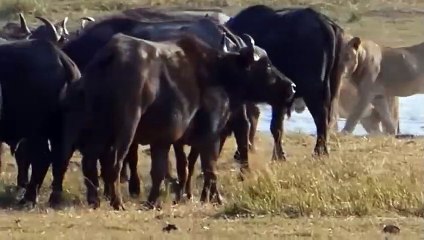 Unbelievable! Buffalo Survives A Lion Attack ¦ The Hunt ¦ Discovery