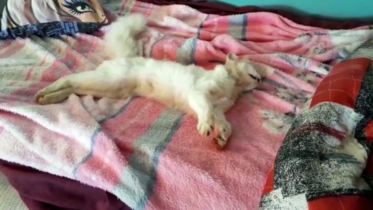 Mulher denuncia caso de envenenamento de gatos no Cascavel Velho