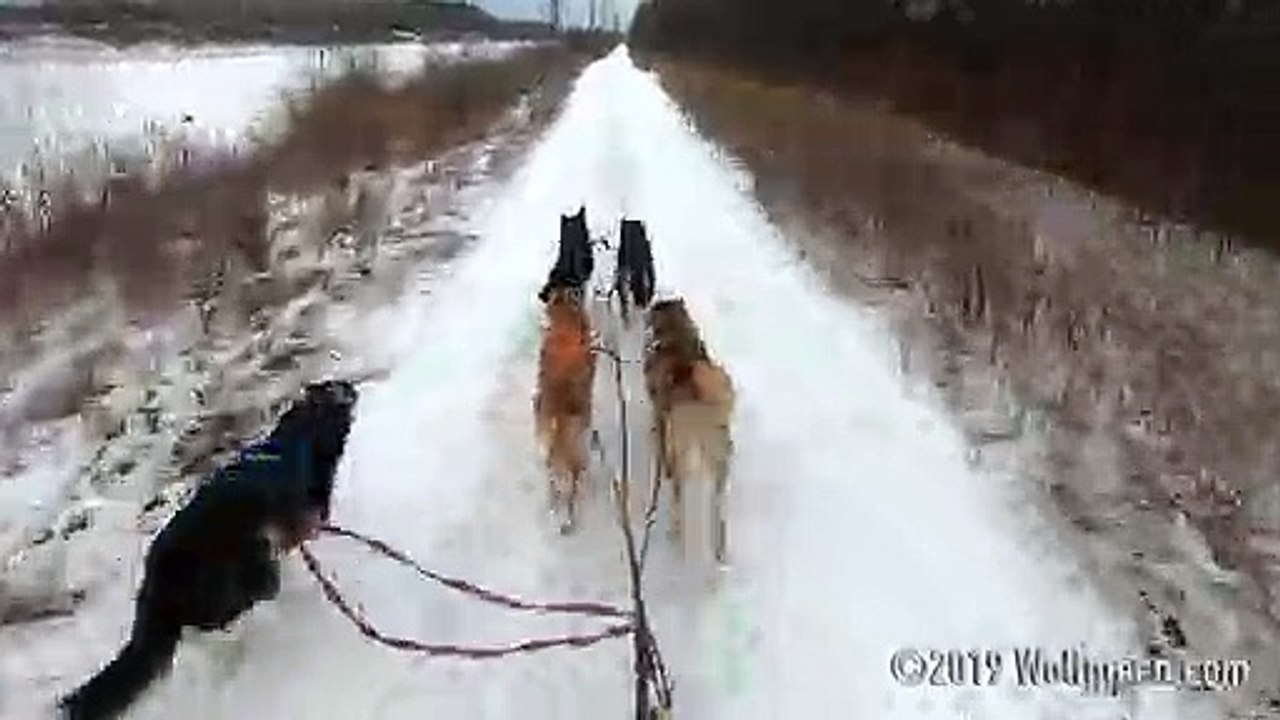 Running the pack February 19, 2019