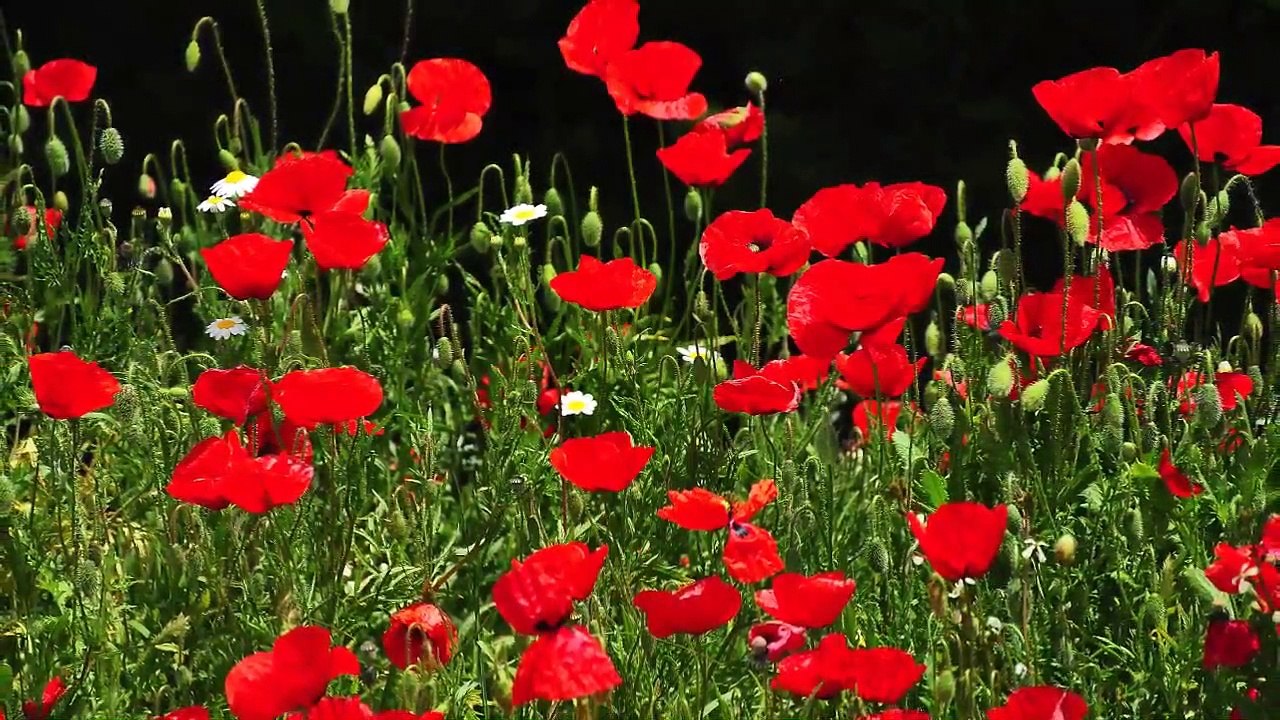 30 Minutes De Sommeil De La Musique: Le Sommeil De La Méditation, De La Musique Apaisante, De La Méditation, De La Musique, De Dormir, De La Musique, Se Détendre, 146