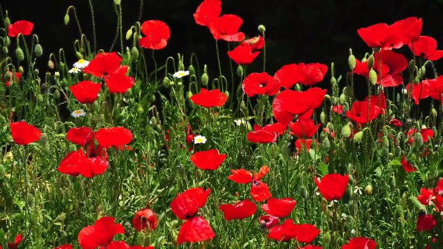 30 Minutes De Sommeil De La Musique: Le Sommeil De La Méditation, De La Musique Apaisante, De La Méditation, De La Musique, De Dormir, De La Musique, Se Détendre, 146