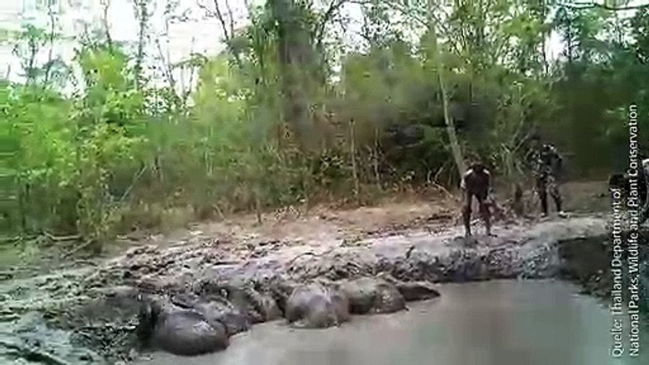 Elefantenbabys aus Schlammloch gerettet