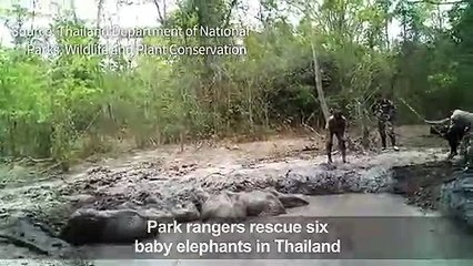 Stranded baby elephants rescued by Thai rangers
