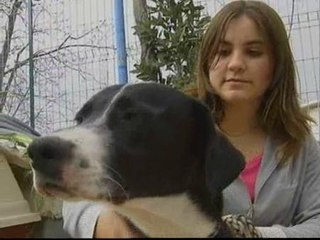 Un juez de Granada retira la custodia de un perro por maltrato