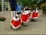 Pingüinos disfrazados de Santa Claus dan la bienvenida a la Navidad