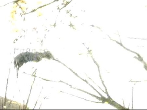 Rescatan a un caballo a punto de ahogarse