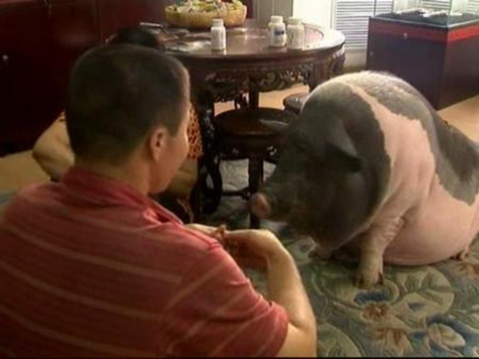Un cerdo a dieta