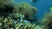 Oceanógrafos reunidos en la Fundación BBVA reclaman una normativa contra la biopiratería de recursos genéticos