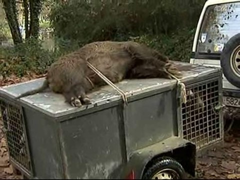 El Ayuntamiento de Girona organiza una batida para cazar jabalíes