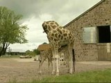 Una jirafa bebé, atracción de un zoo de Inglaterra