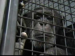 Un hogar para los chimpancés abandonados