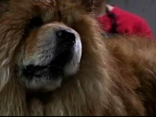 Clientes como perros