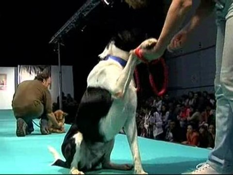 Desfile de perros abandonados en Barcelona