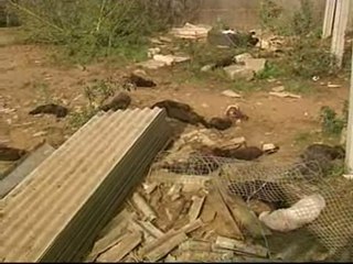 Liberan miles de visones en Galicia