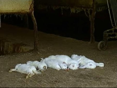 Matan a más de 2.000 conejos en una granja de Urnieta, Guipúzcoa