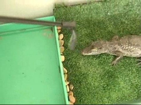 El peligro de acoger animales exóticos