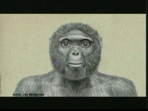 Los humanos no provienen de los chimpancés