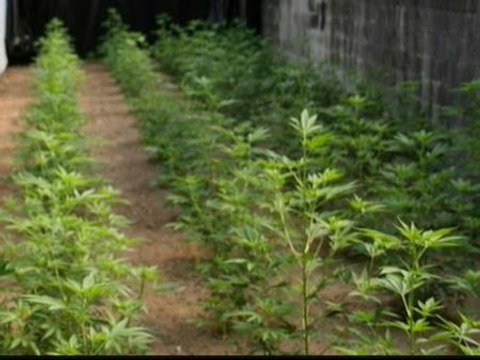 Detenidos dos sexagenarios con 400 plantas de marihuana