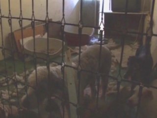 Convive con unos 17 animales en su casa