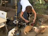 Una vecina de Barcelona cuida a más de 60 gatos que ha recogido de la calle