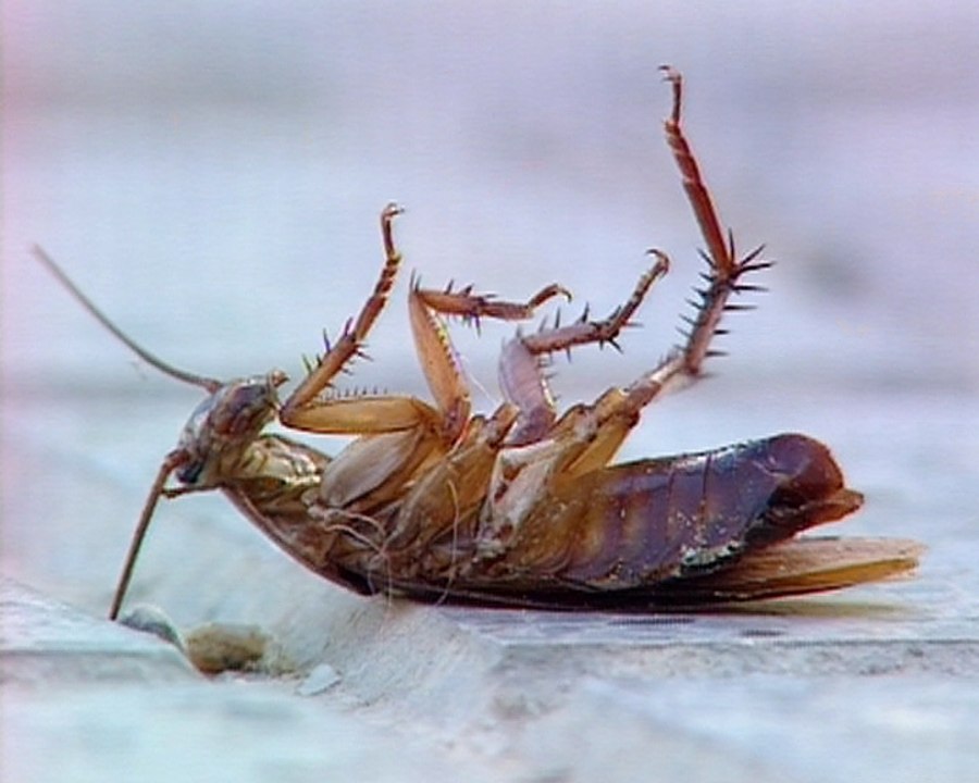 Vecinos de Mérida conviven con cucarachas