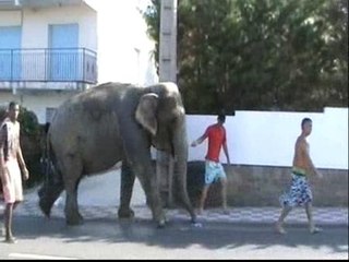 Un elefante se pasea por L&#039;Escala