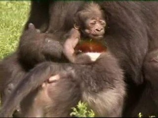 Mamá gorila da a luz de nuevo tras la muerte de su cría