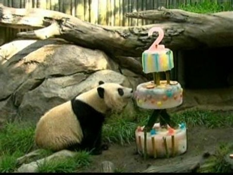 Fiesta de cumpleaños en un zoo de California