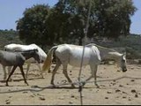 Los caballos de una ganadería de raza en Córdoba se mueren de hambre