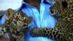 Dos leopardos nacen en un zoo de La India