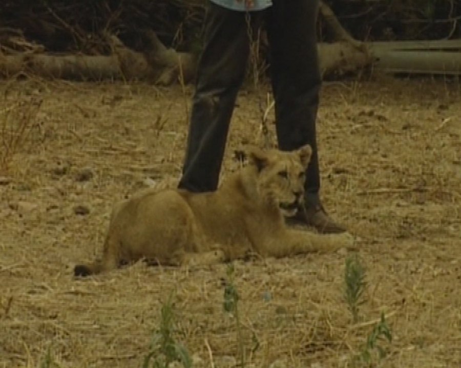 Simba ha cambiado de hogar