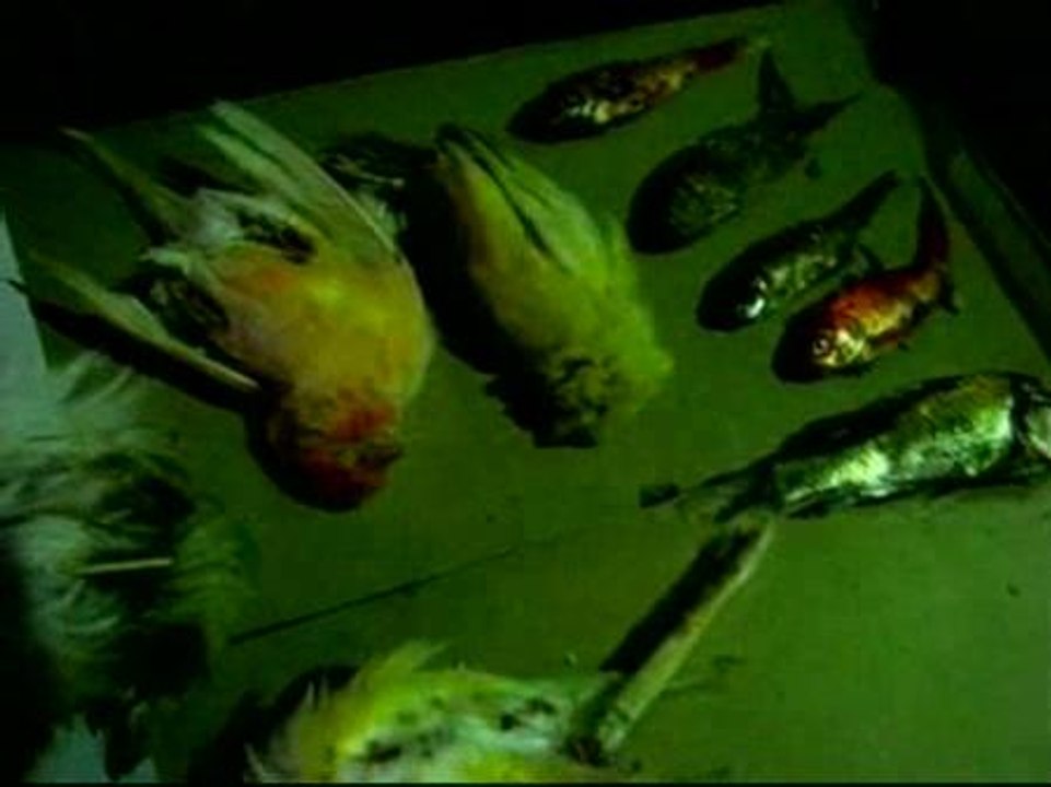 Una plataforma denuncia el hallazgo de animales muertos en las Ramblas de Barcelona