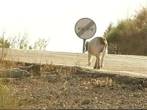 Sólo el 23% de los perros abandonados llevan un chip de identificación