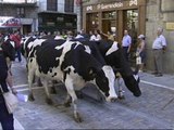 Encierro de vacas lecheras en Pamplona