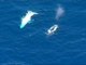 Reaparece en Australia Migaloo, la ballena albina jorobada