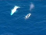 Reaparece en Australia Migaloo, la ballena albina jorobada